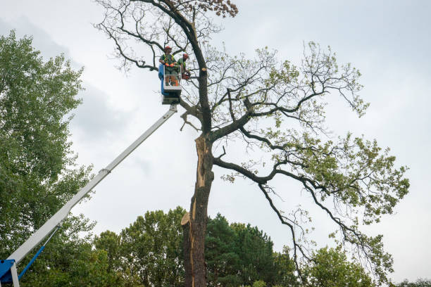 Desert Palms, CA Tree Care Company